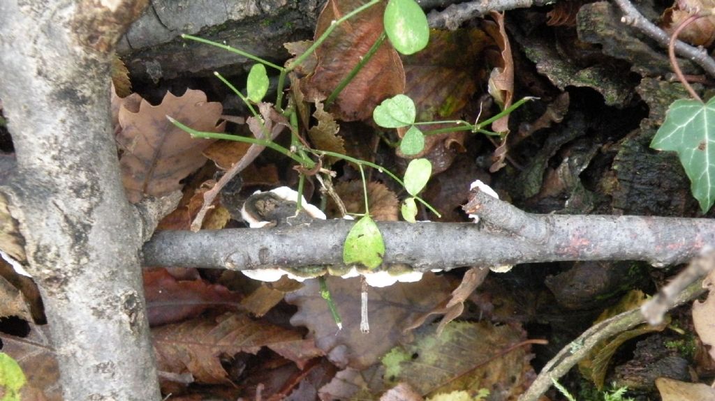 Forse lo so.... Byssomerulius corium? (B. corium)